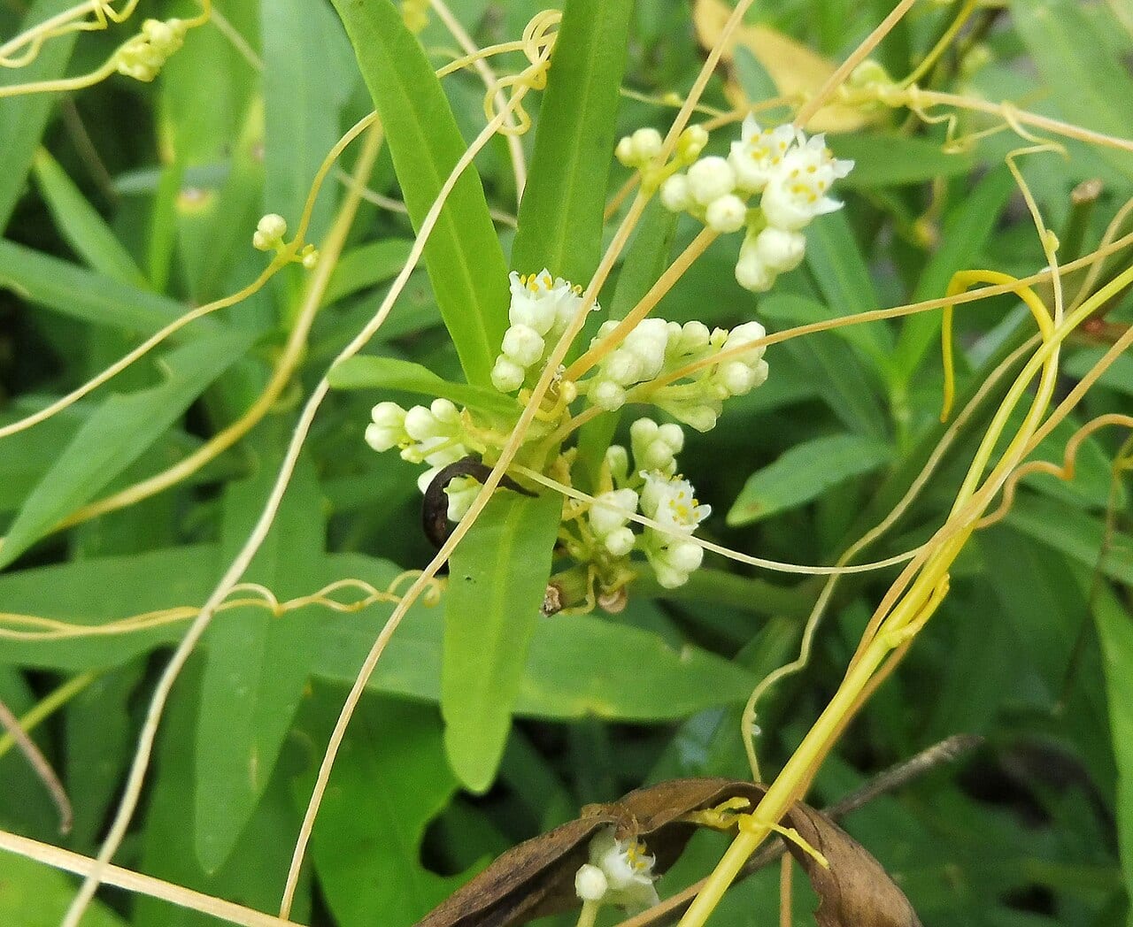 Fiveangled dodder (Cuscuta pentagona)