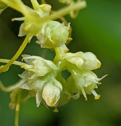 Smartweed dodder (Cuscuta polygonorum)