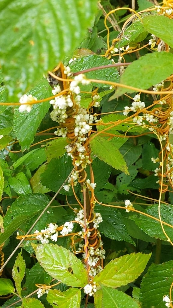 Beaked dodder (Cuscuta rostrata)