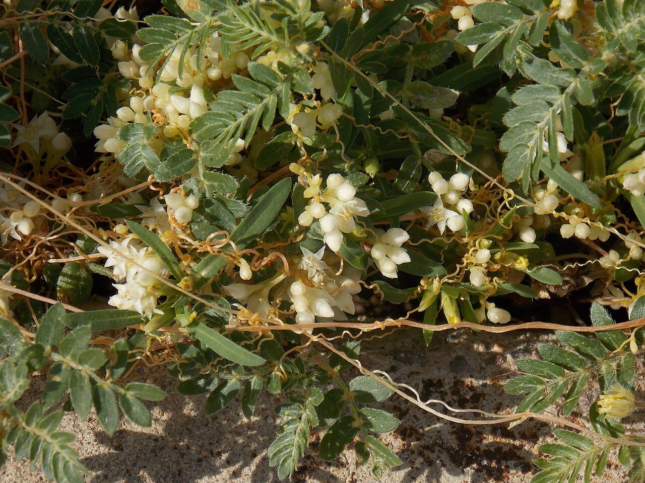 Flatglobe dodder (Cuscuta umbellata)