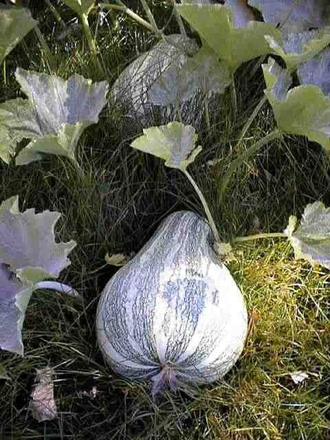 Cushaw squash (Cucurbita argyrosperma) — characteristic crookneck fruit with green stripes and pale ground
