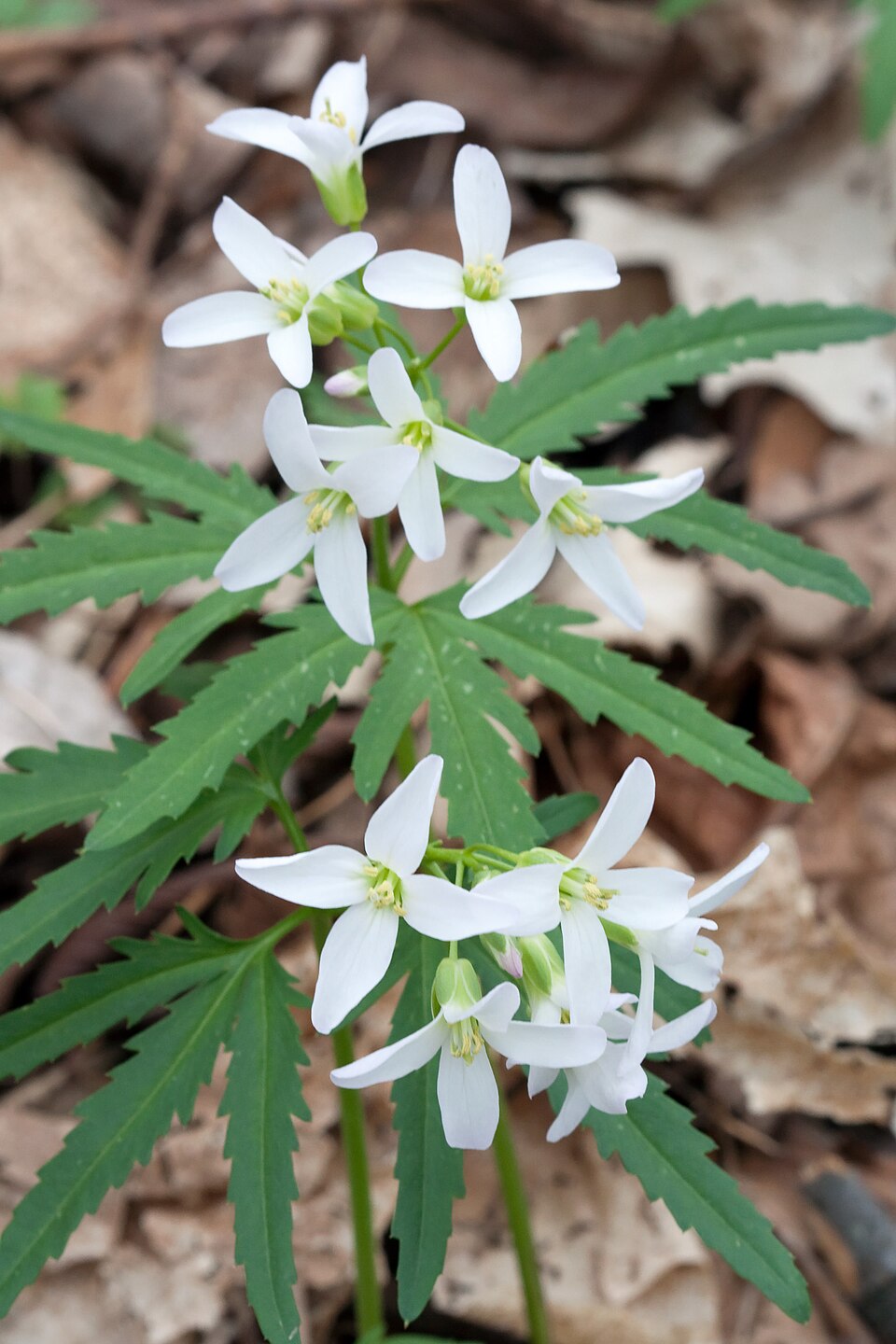 Cut-leaved Toothwort (Cardamine concatenata) showing the whorl of deeply cut leaves and a cluster of four-petaled white flowers