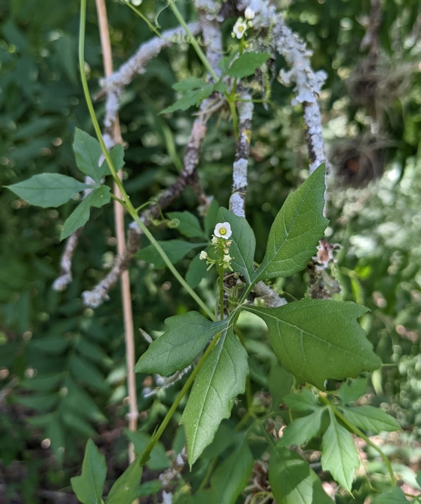 Hill country cyclanthera (Cyclanthera naudiniana)