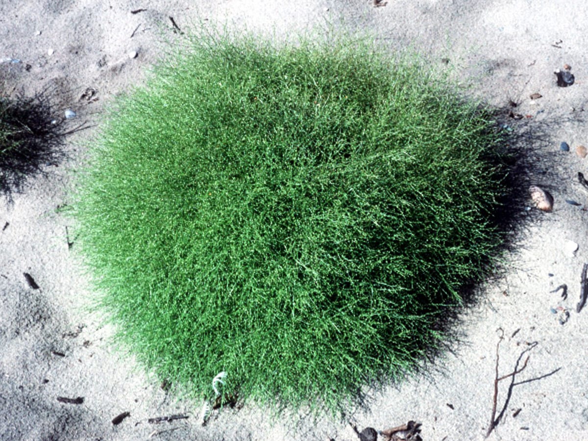 Winged pigweed (Cycloloma atriplicifolium)
