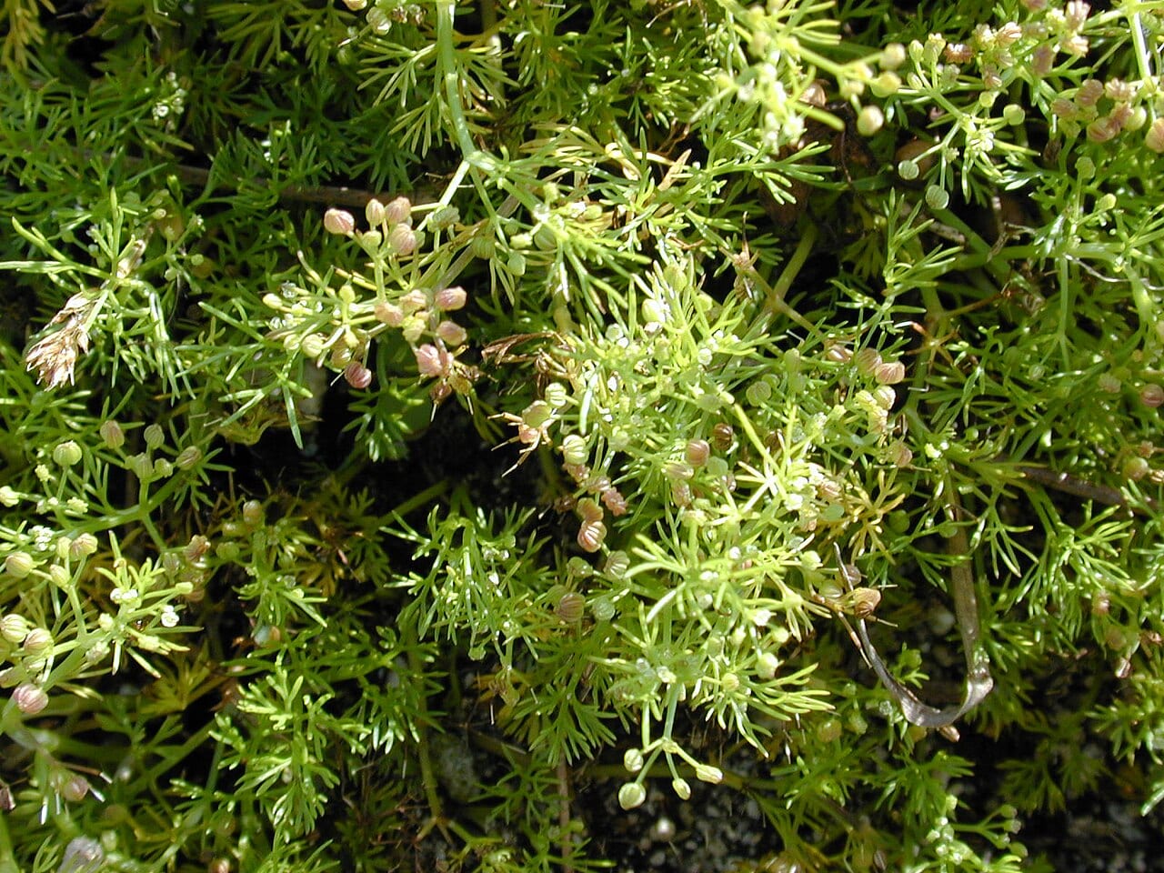 Marsh parsley (Cyclospermum leptophyllum)