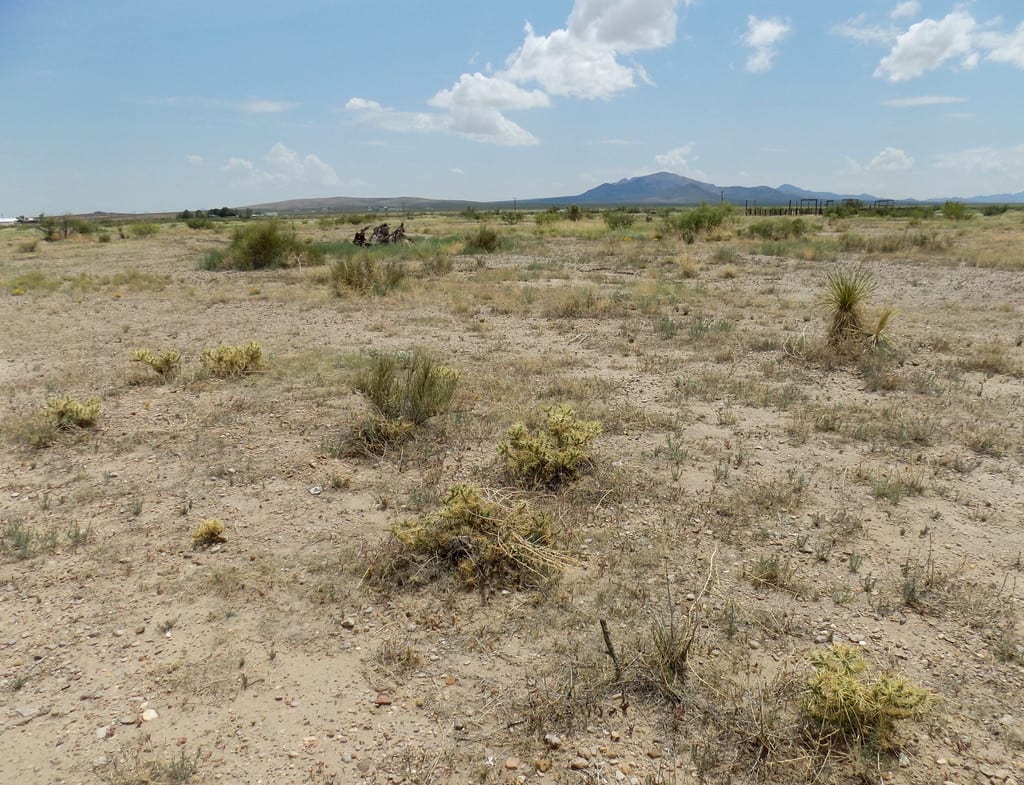 Thistle cholla (Cylindropuntia davisii)