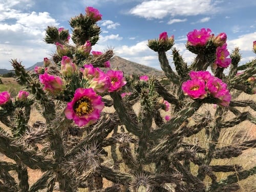 Tree cholla (Cylindropuntia imbricata var. imbricata)