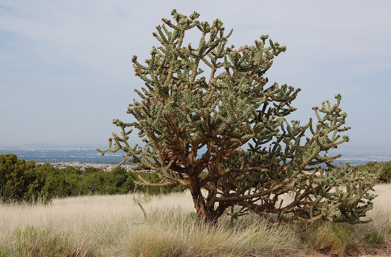 Tree cholla (Cylindropuntia imbricata)