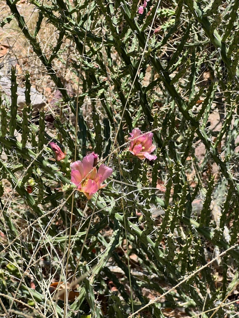 Candle cholla (Cylindropuntia kleiniae)