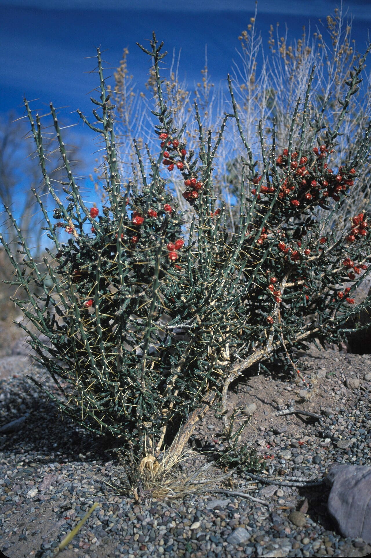 Tasajillo (Cylindropuntia leptocaulis)