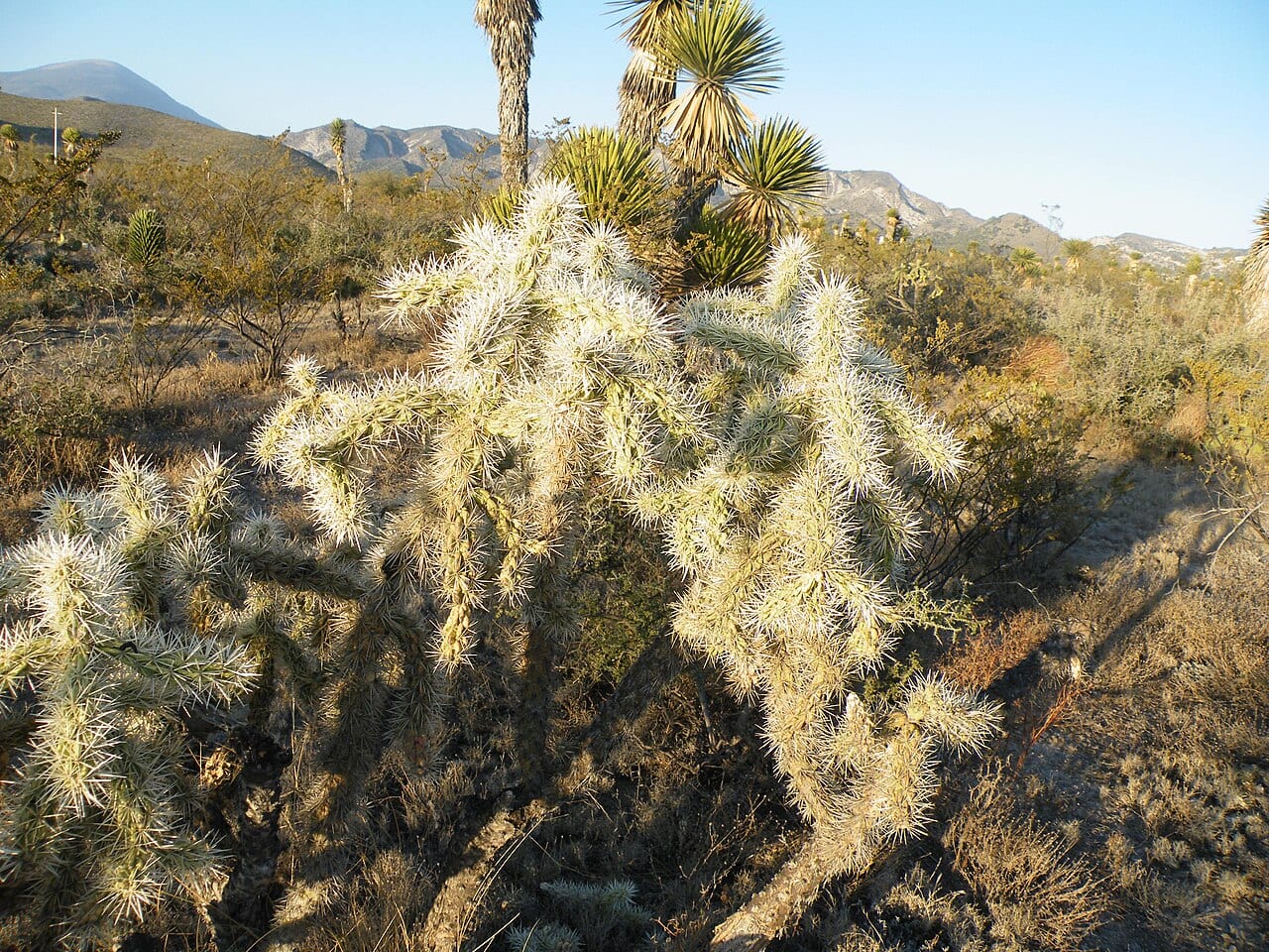 Thistle cholla (Cylindropuntia tunicata)