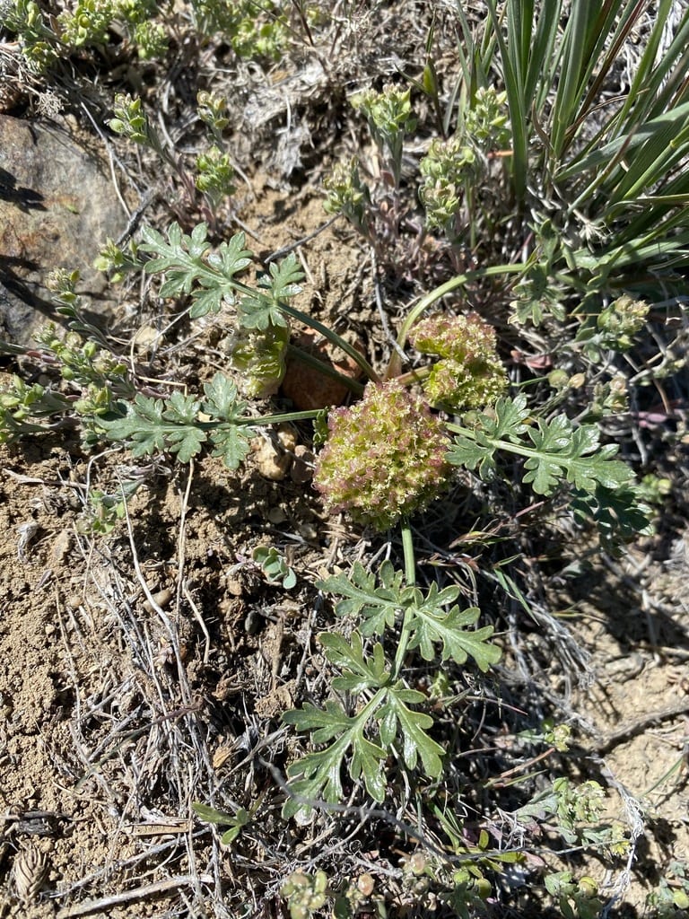 Plains springparsley (Cymopterus acaulis var. acaulis)