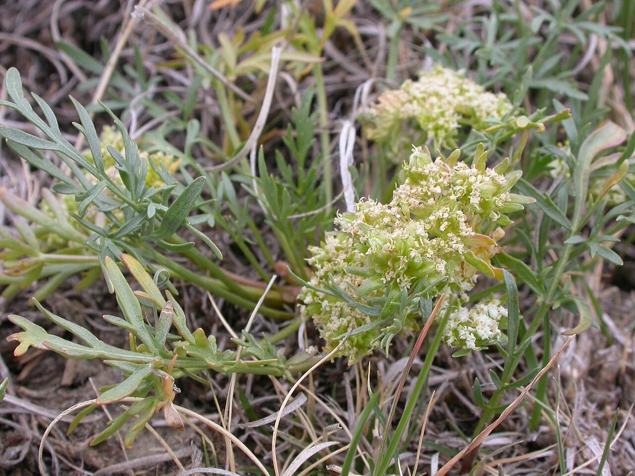 Plains springparsley (Cymopterus acaulis)