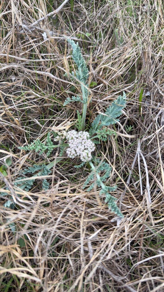 Bigroot springparsley (Cymopterus macrorhizus)
