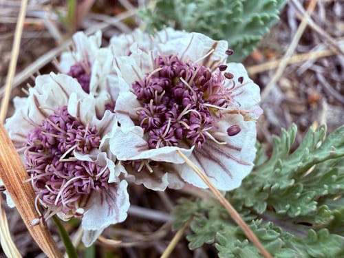 Mountain springparsley (Cymopterus montanus)