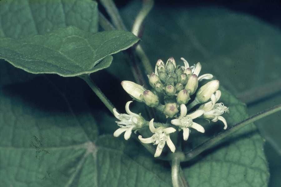 Honeyvine (Cynanchum laeve)