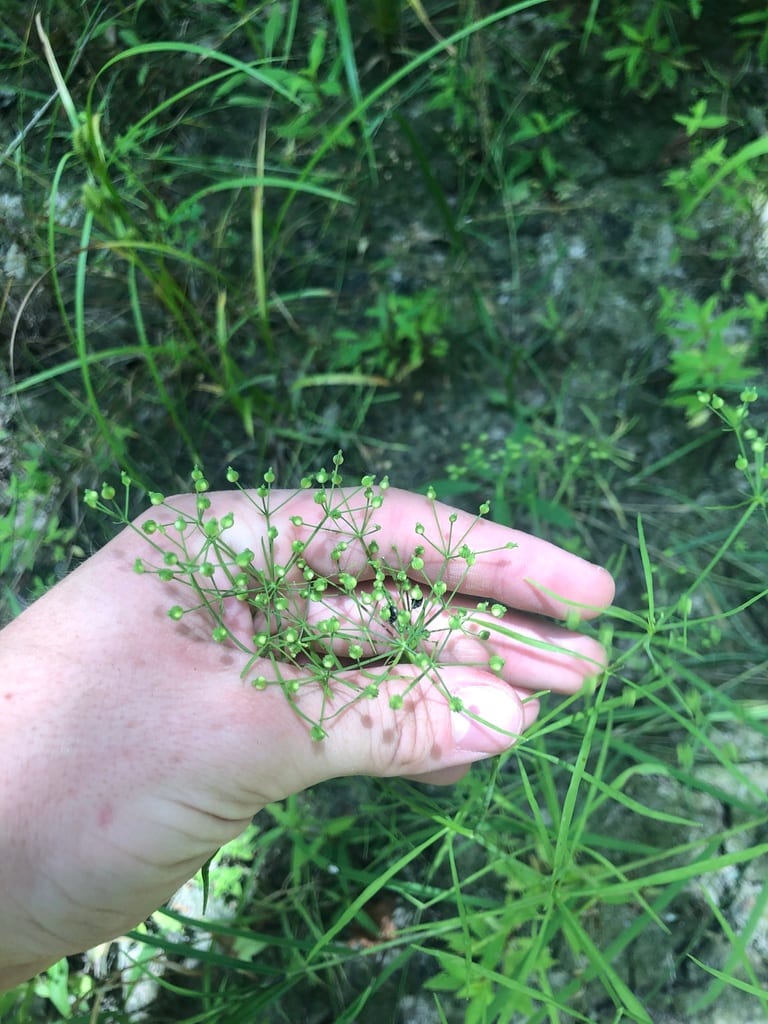 Finger dogshade (Cynosciadium digitatum)