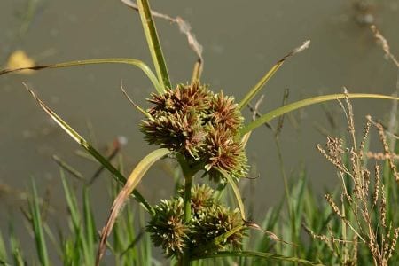 Tapertip flatsedge (Cyperus acuminatus)