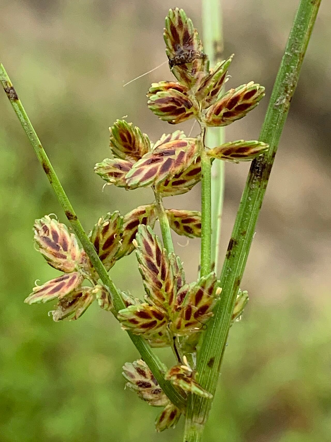 Slender flatsedge (Cyperus bipartitus)