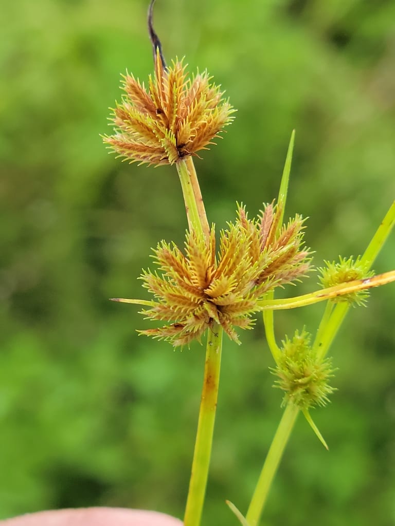 Coastal plain flatsedge (Cyperus cuspidatus)