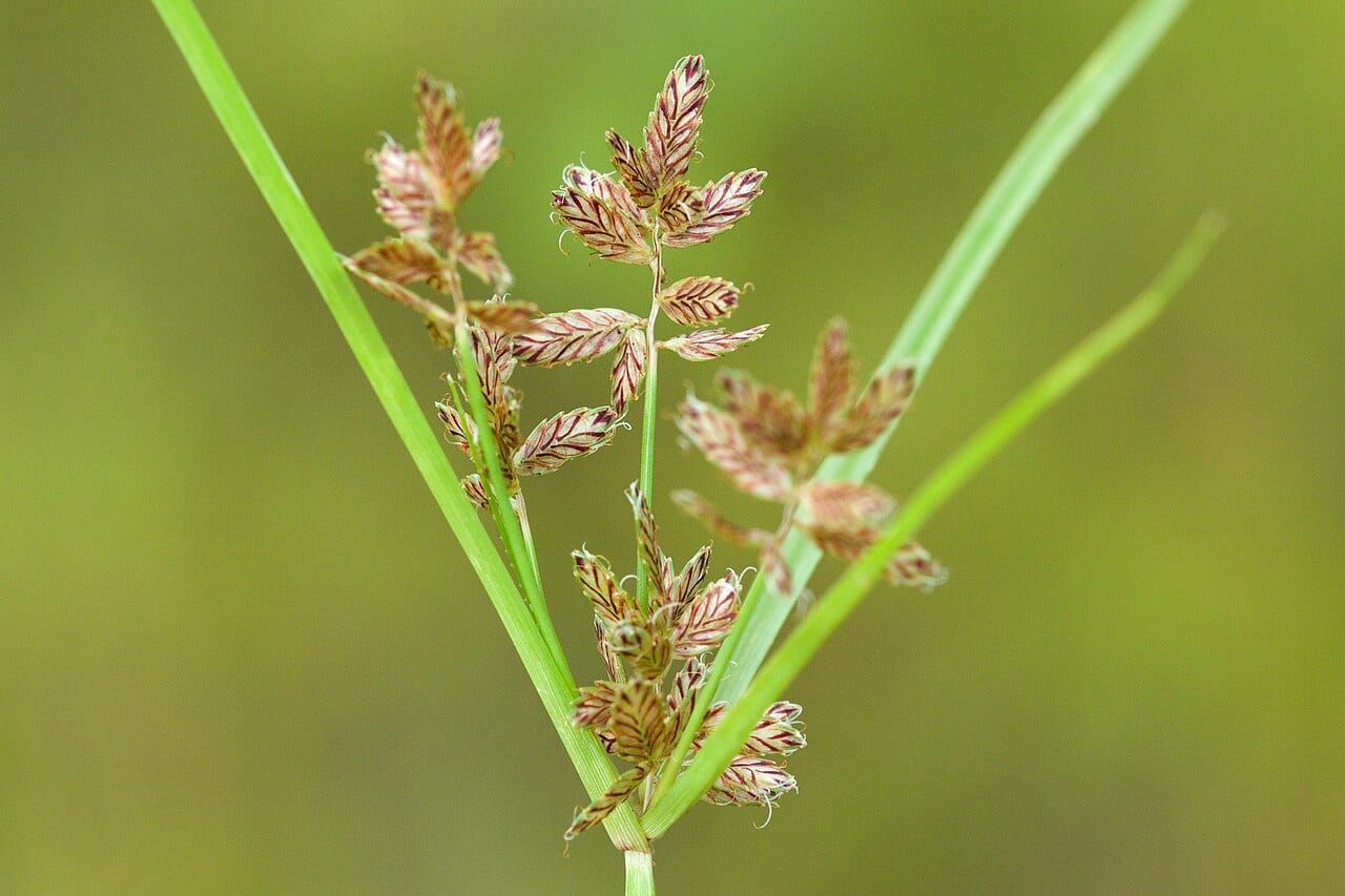 Umbrella flatsedge (Cyperus diandrus)