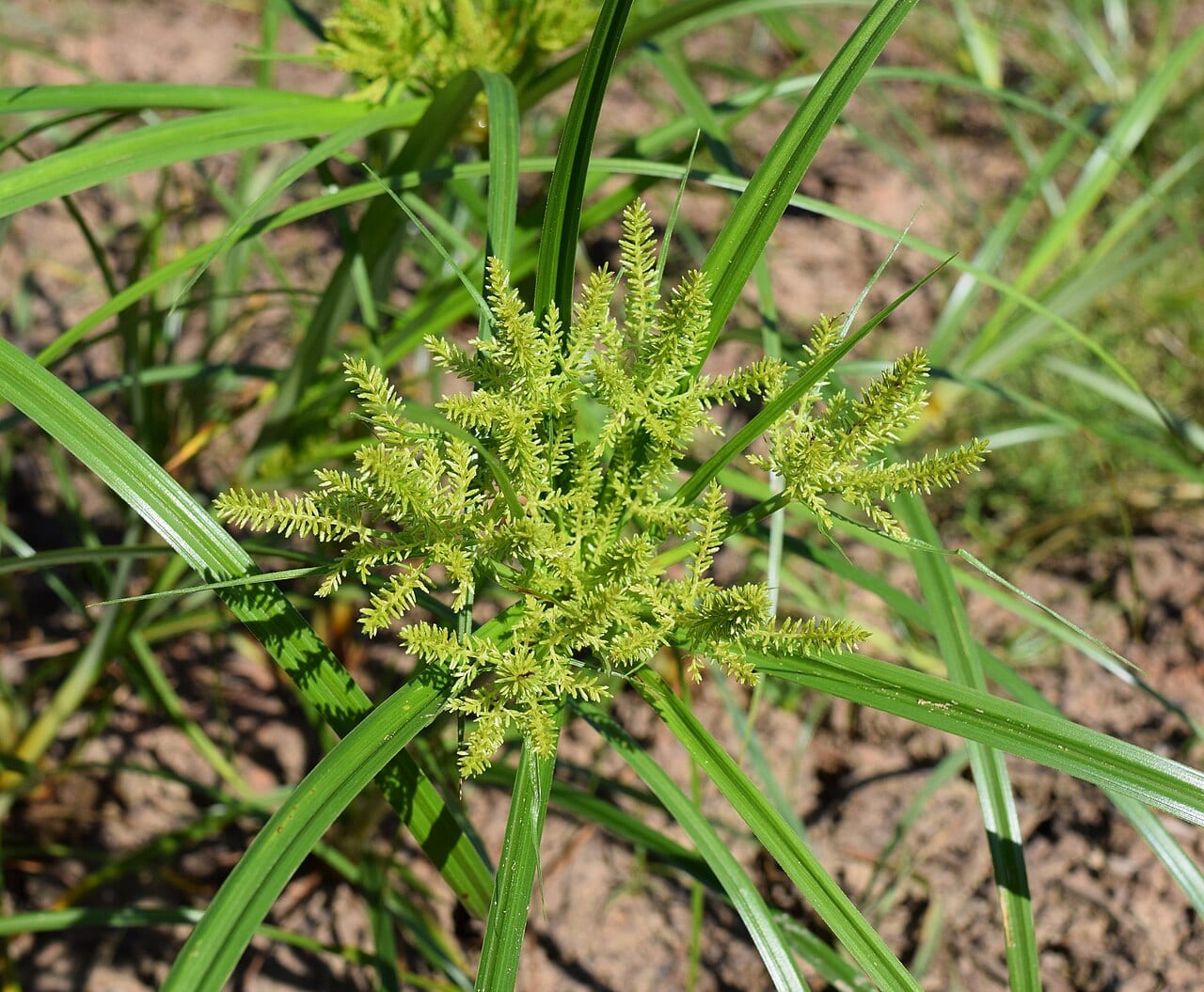 Redroot flatsedge (Cyperus erythrorhizos)