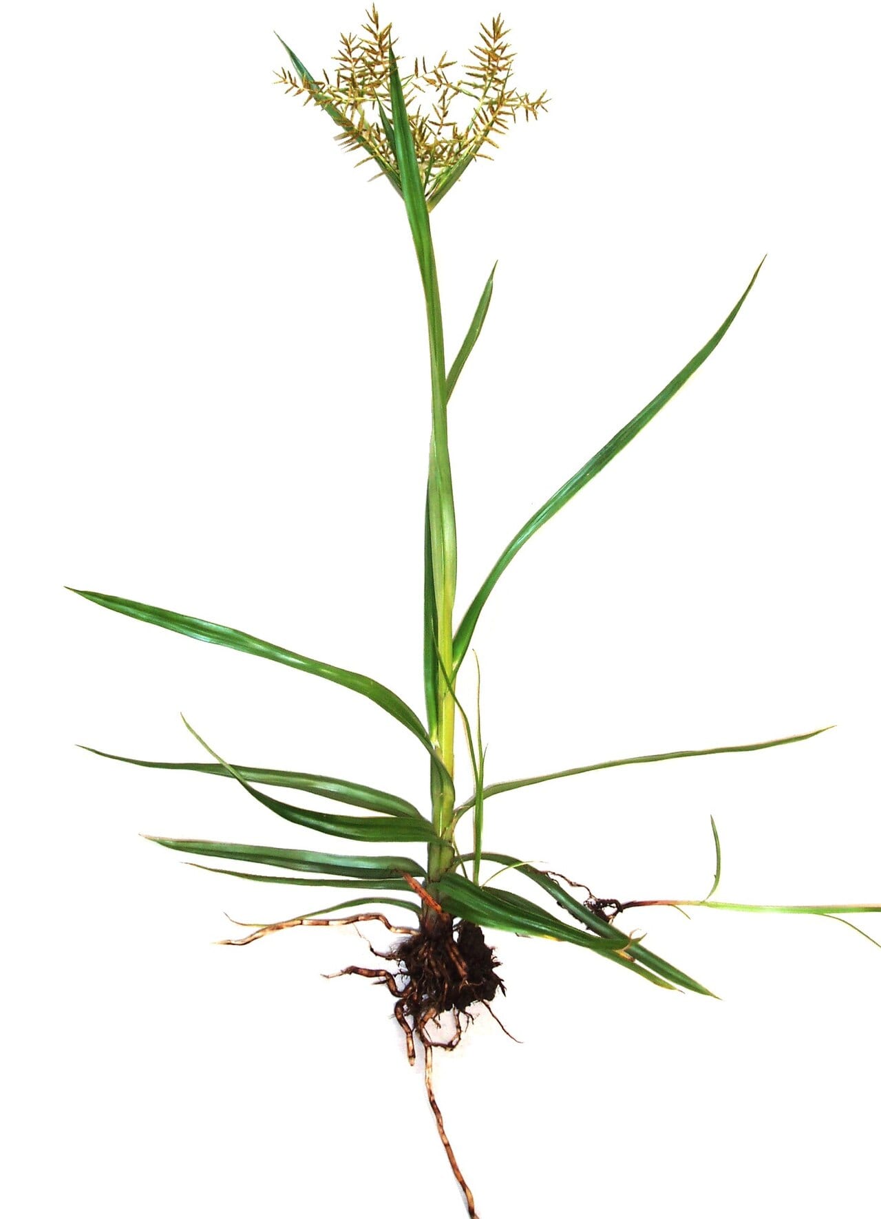 Yellow nutsedge (Cyperus esculentus)
