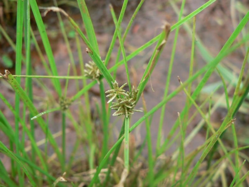 Pale flatsedge (Cyperus flavescens)