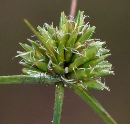 Great plains flatsedge (Cyperus lupulinus ssp. macilentus)