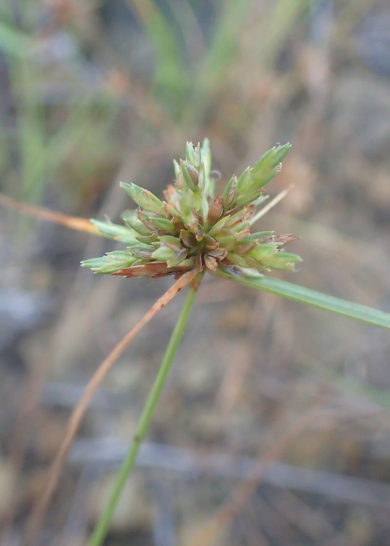 Great plains flatsedge (Cyperus lupulinus)