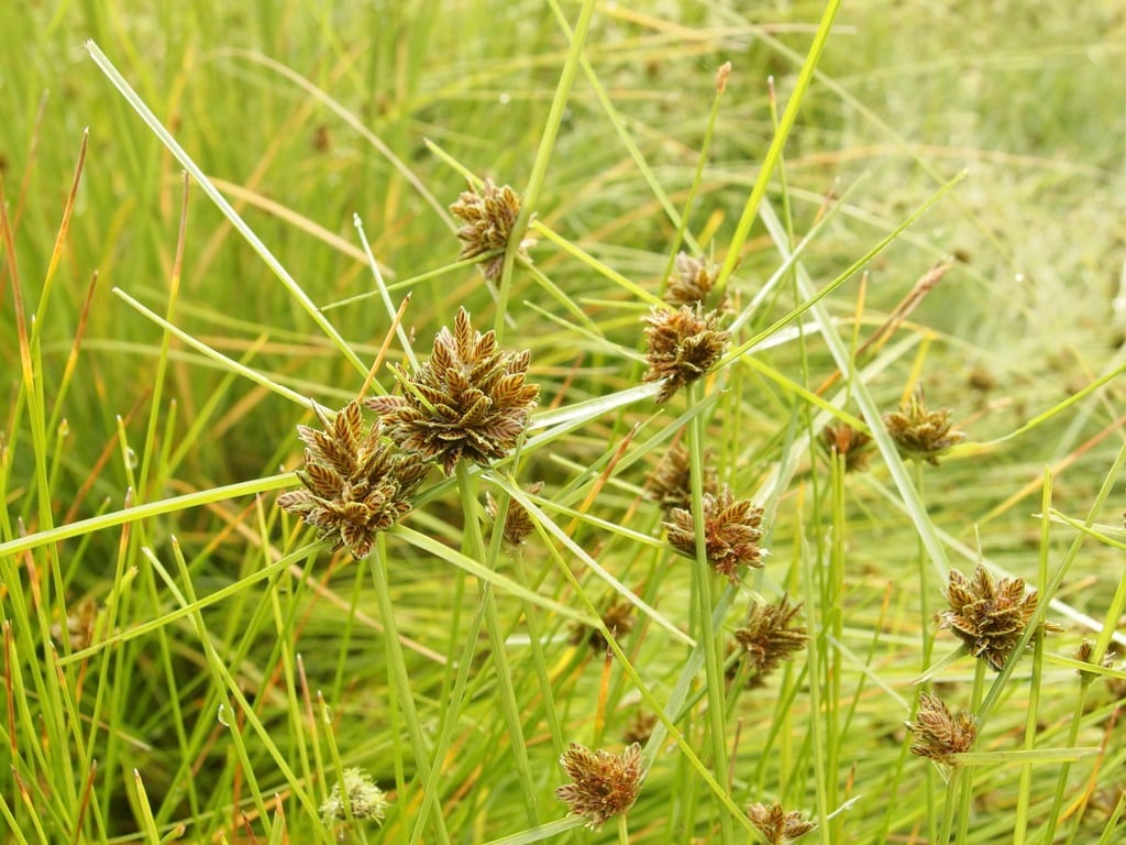 Black flat sedge (Cyperus niger)