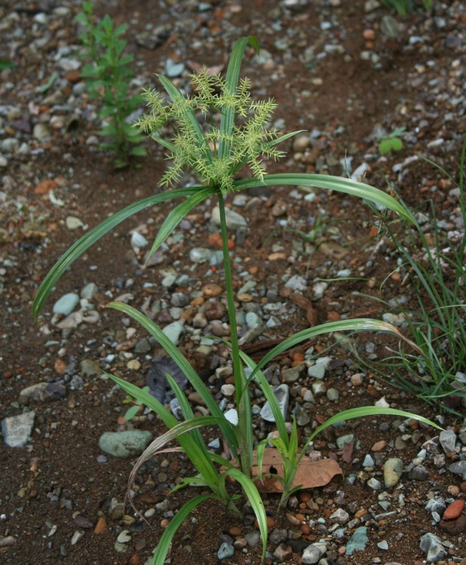 Fragrant flatsedge (Cyperus odoratus)