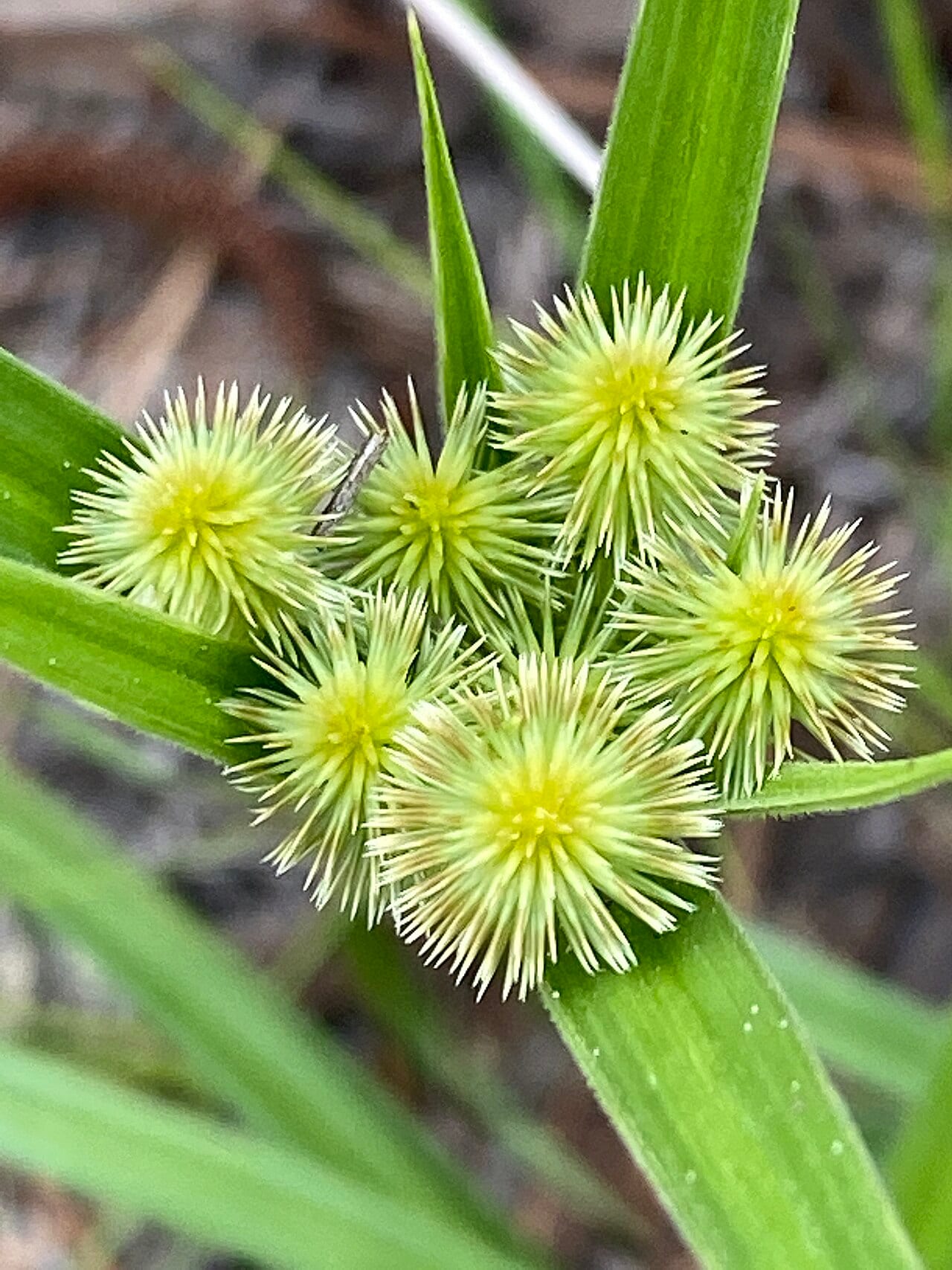 Plukenet's flatsedge (Cyperus plukenetii)