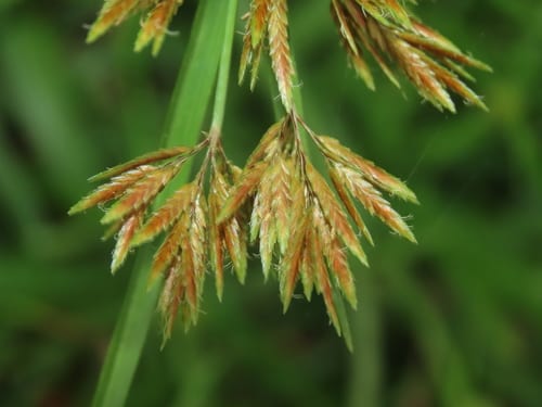Bunchy sedge (Cyperus polystachyos var. texensis)