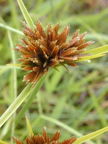 Manyspike flatsedge (Cyperus polystachyos)
