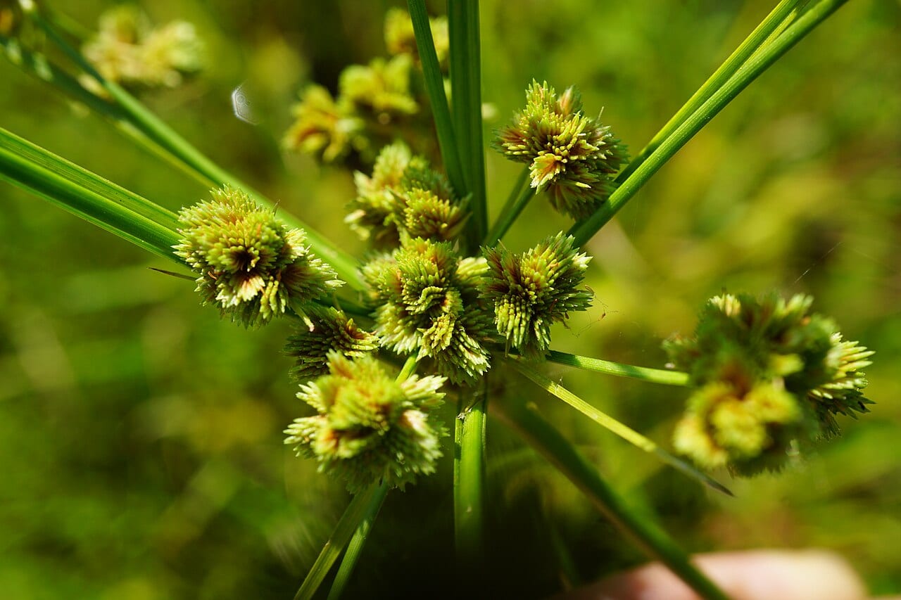 Marsh flatsedge (Cyperus pseudovegetus)