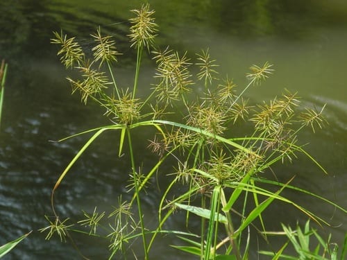 Reflexed flat sedge (Cyperus refractus)
