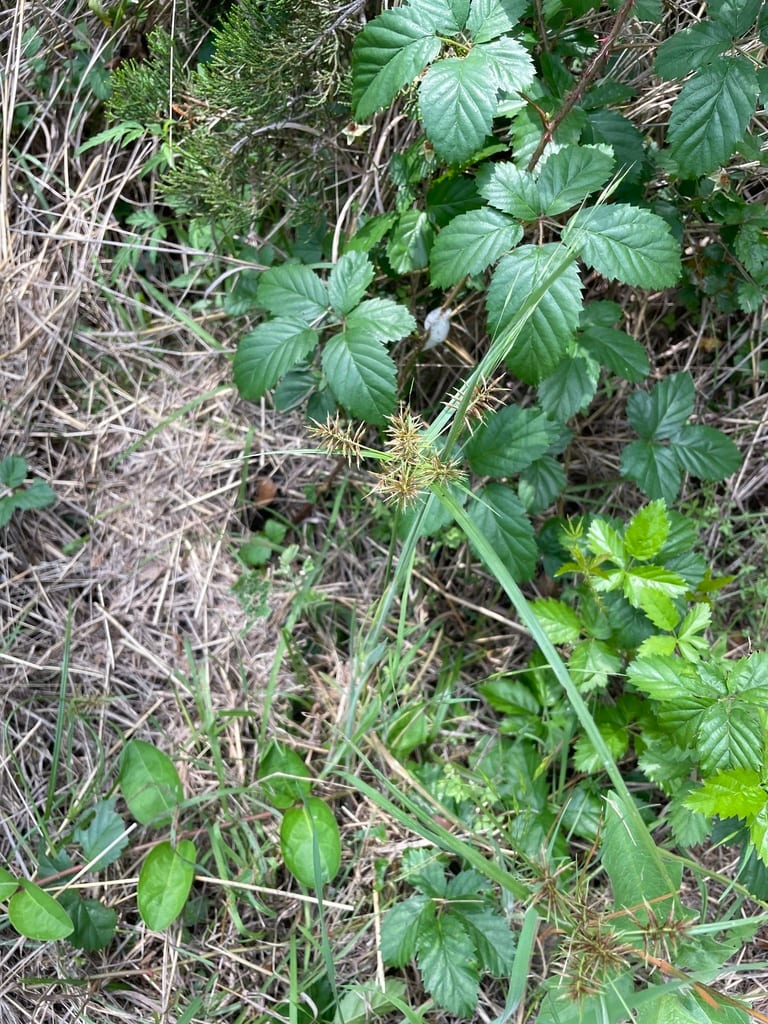 Oneflower flatsedge (Cyperus retroflexus)