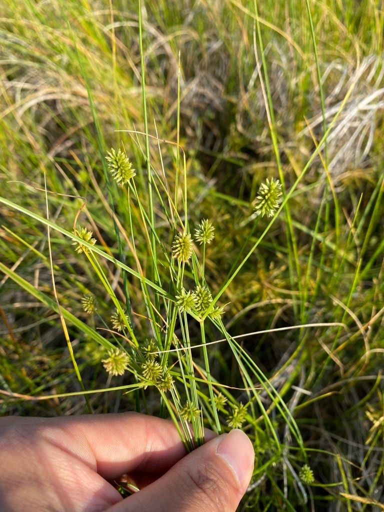 Pine barren flatsedge (Cyperus retrorsus var. retrorsus)