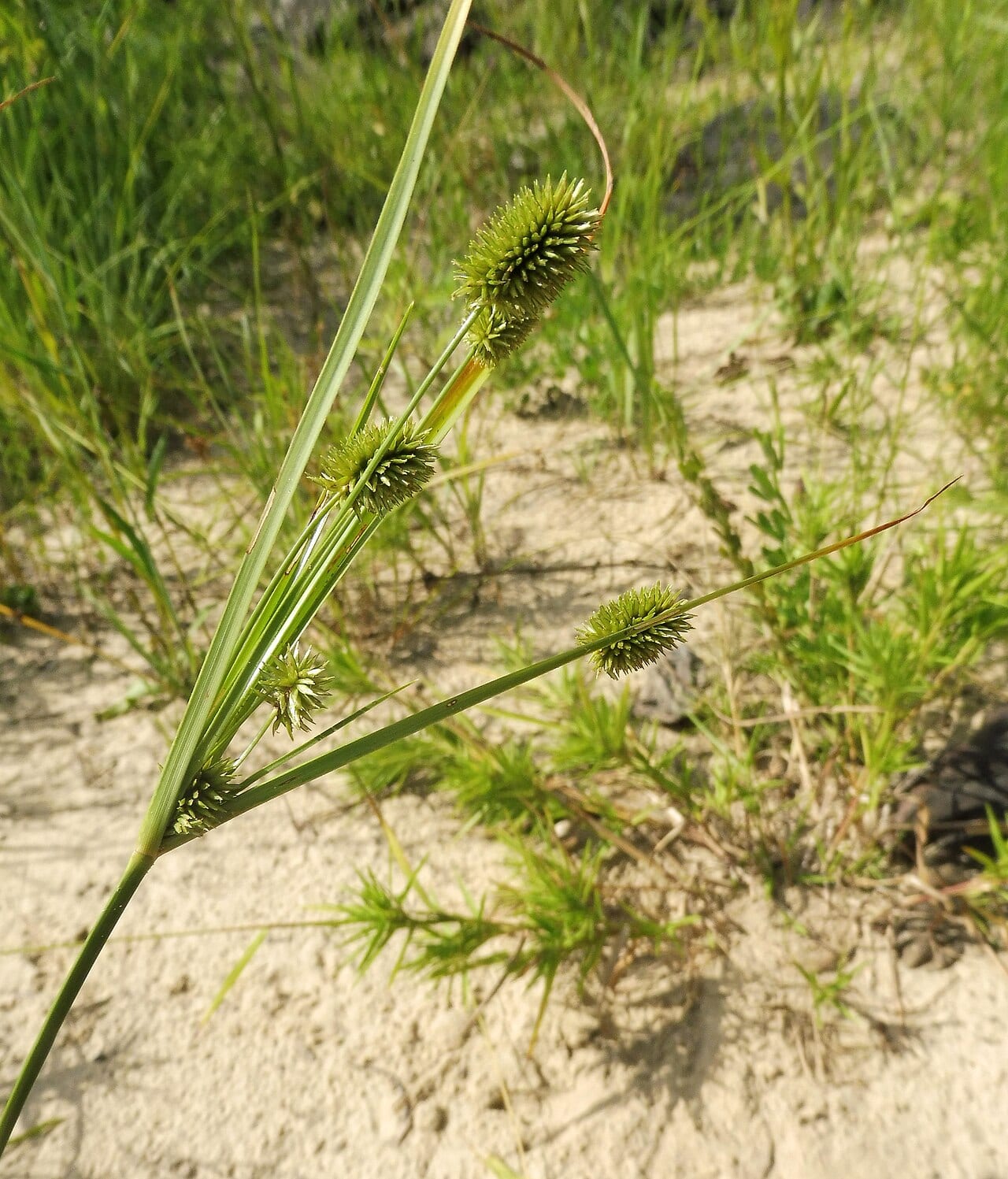 Pine barren flatsedge (Cyperus retrorsus)