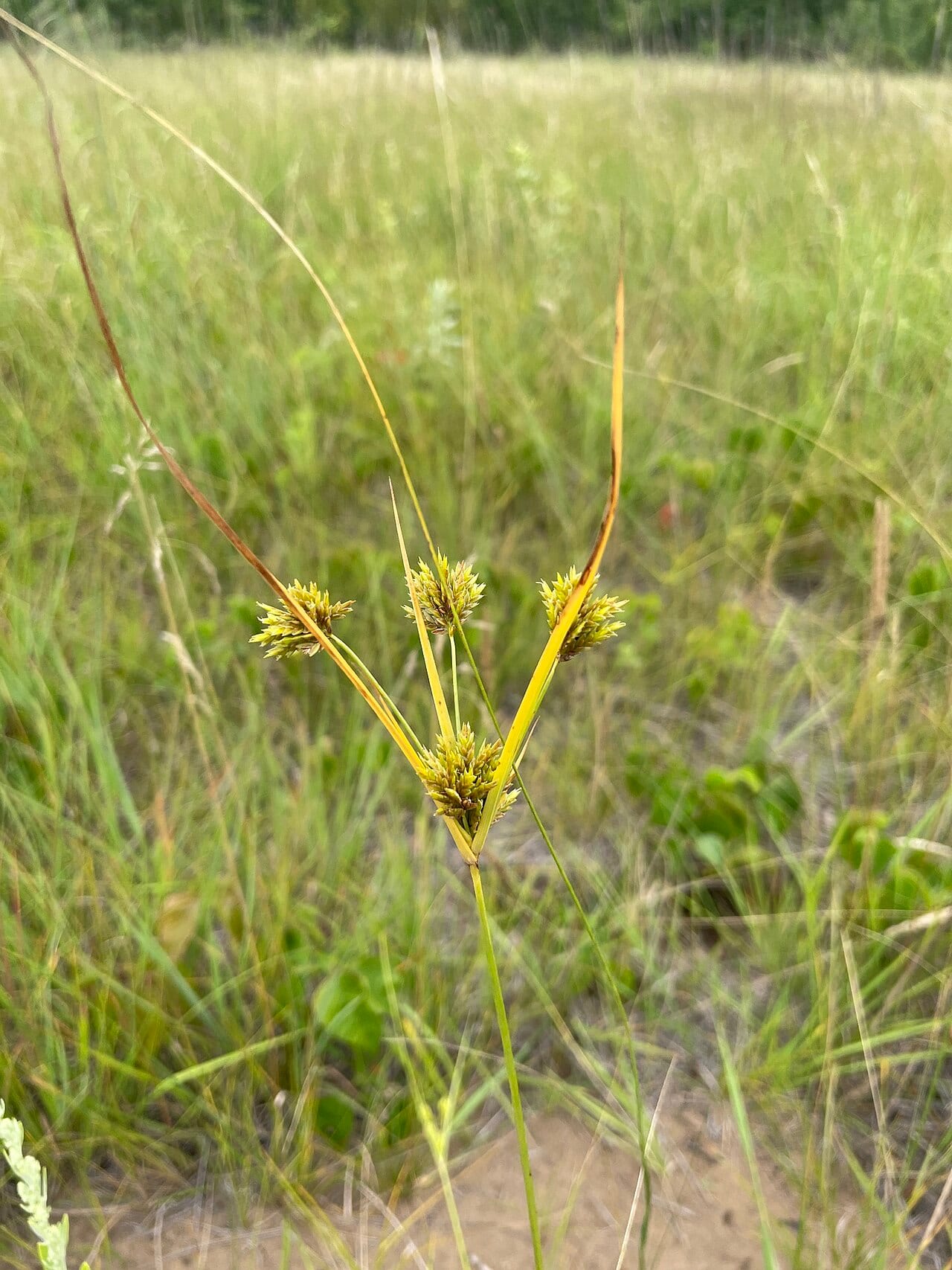 Schweinitz's flatsedge (Cyperus schweinitzii)