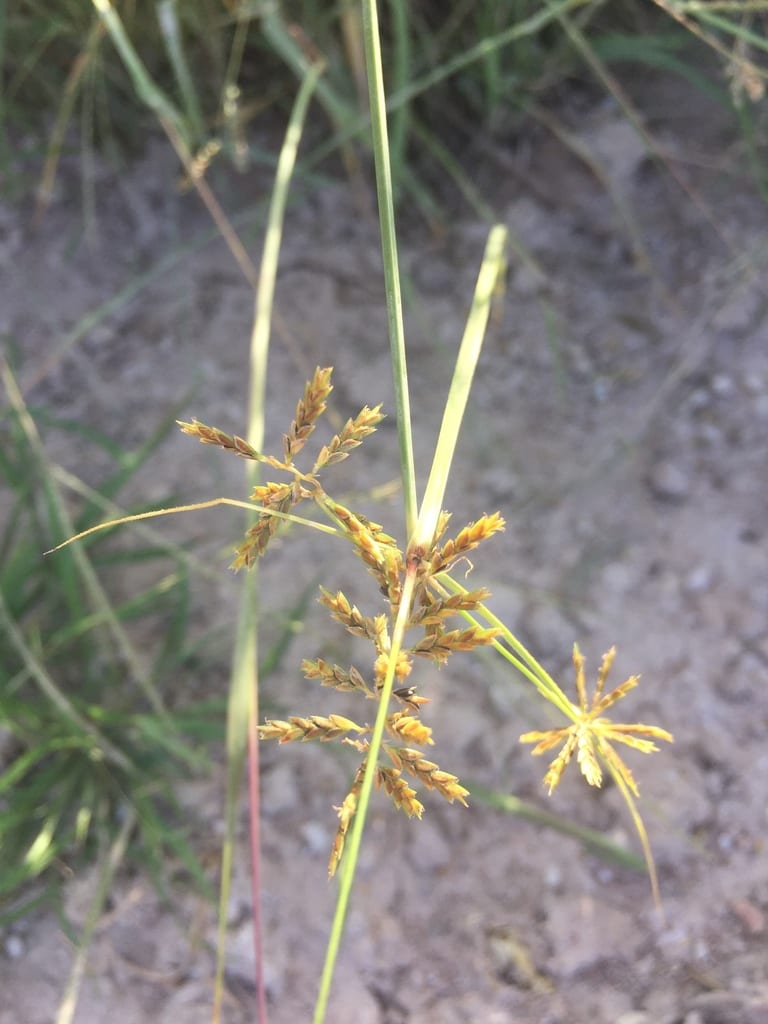Showy flat sedge (Cyperus spectabilis)