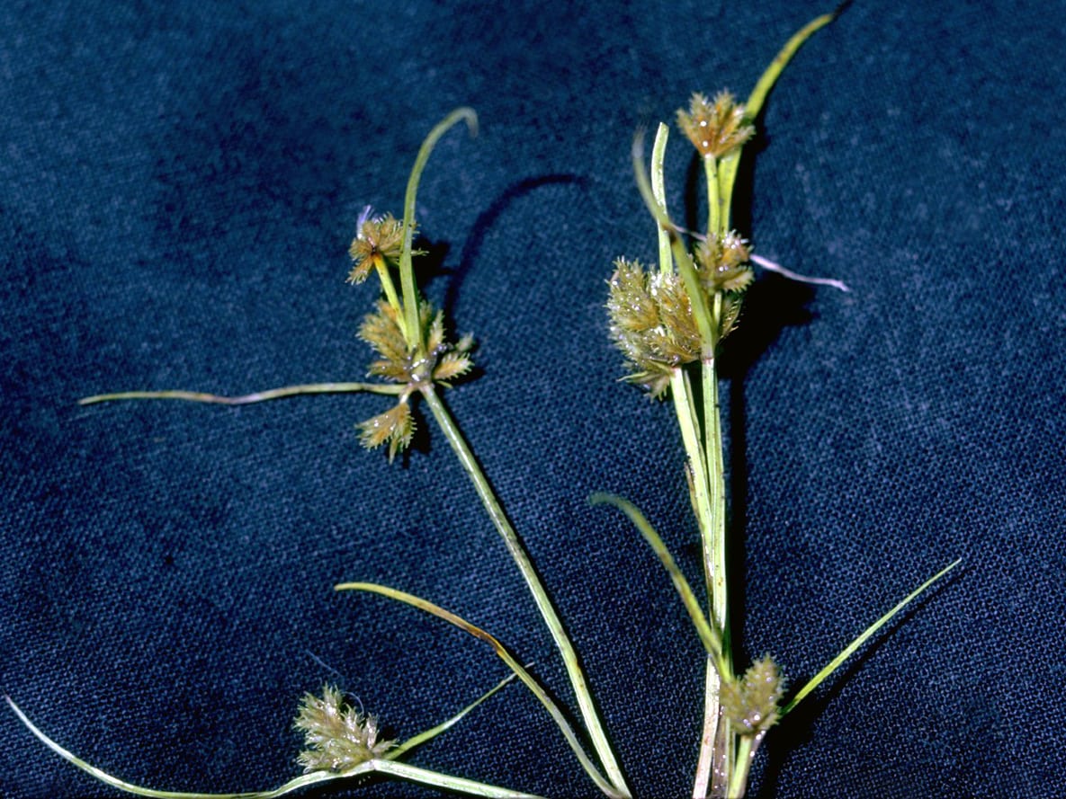 Bearded flatsedge (Cyperus squarrosus)