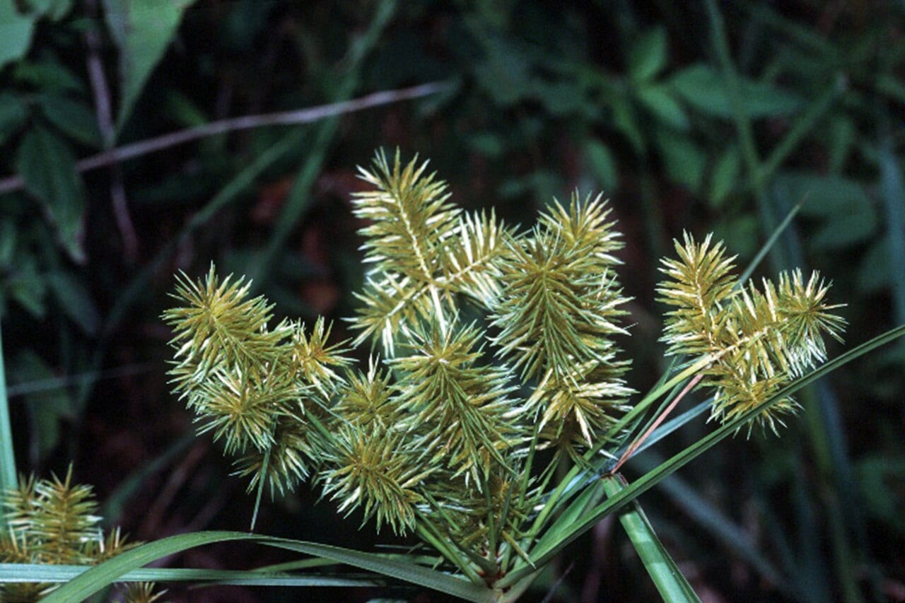 Straw-colored flatsedge (Cyperus strigosus)