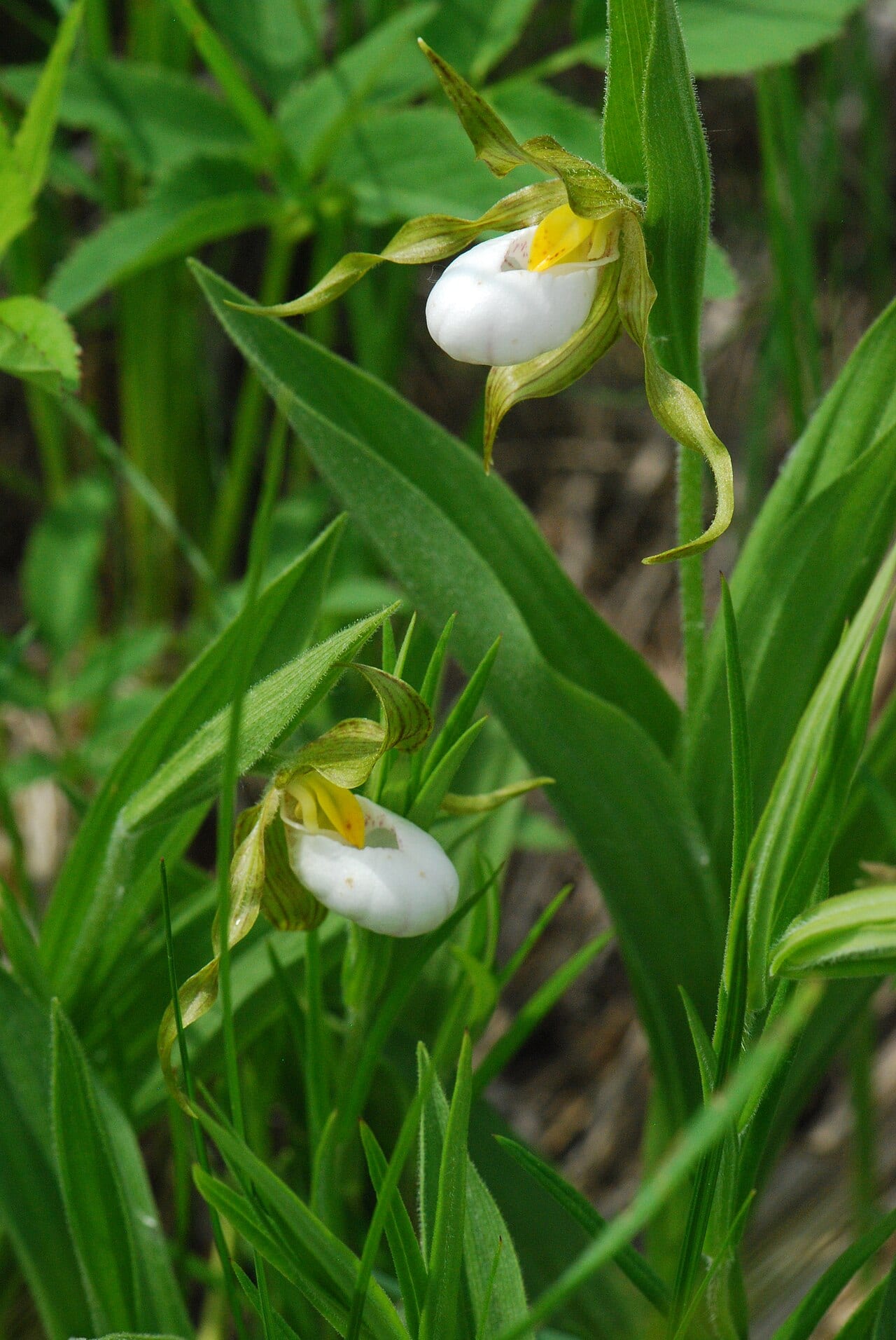 White lady's slipper (Cypripedium candidum)