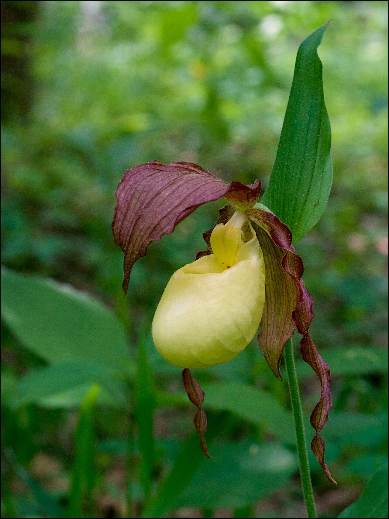 Southern lady's-slipper (Cypripedium kentuckiense)