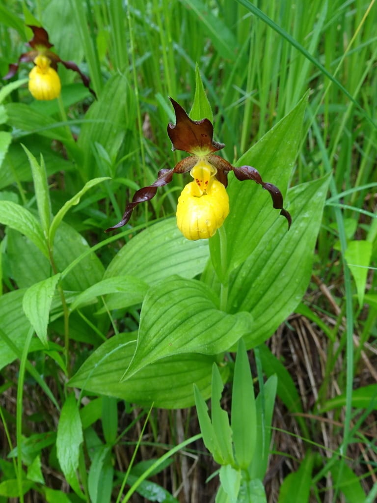 Greater yellow lady's slipper (Cypripedium parviflorum var. pubescens)