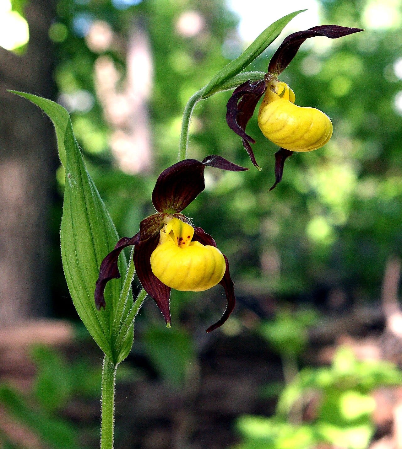 Yellow lady's-slipper orchid (Cypripedium parviflorum)
