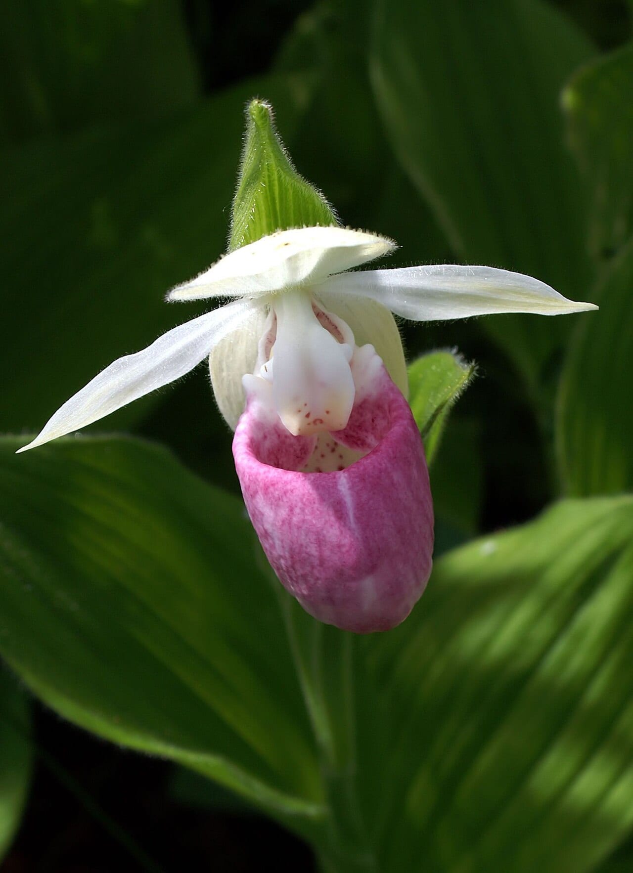 Showy lady's slipper (Cypripedium reginae)