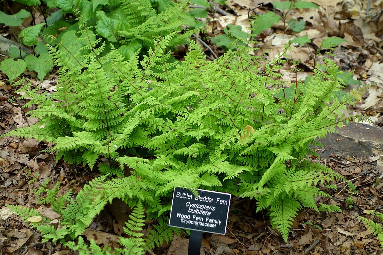Bulblet bladder fern (Cystopteris bulbifera)